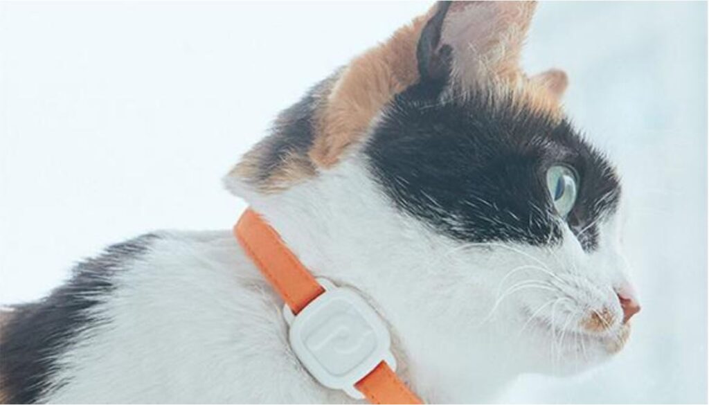 lavvieTAG-wearable-gatos