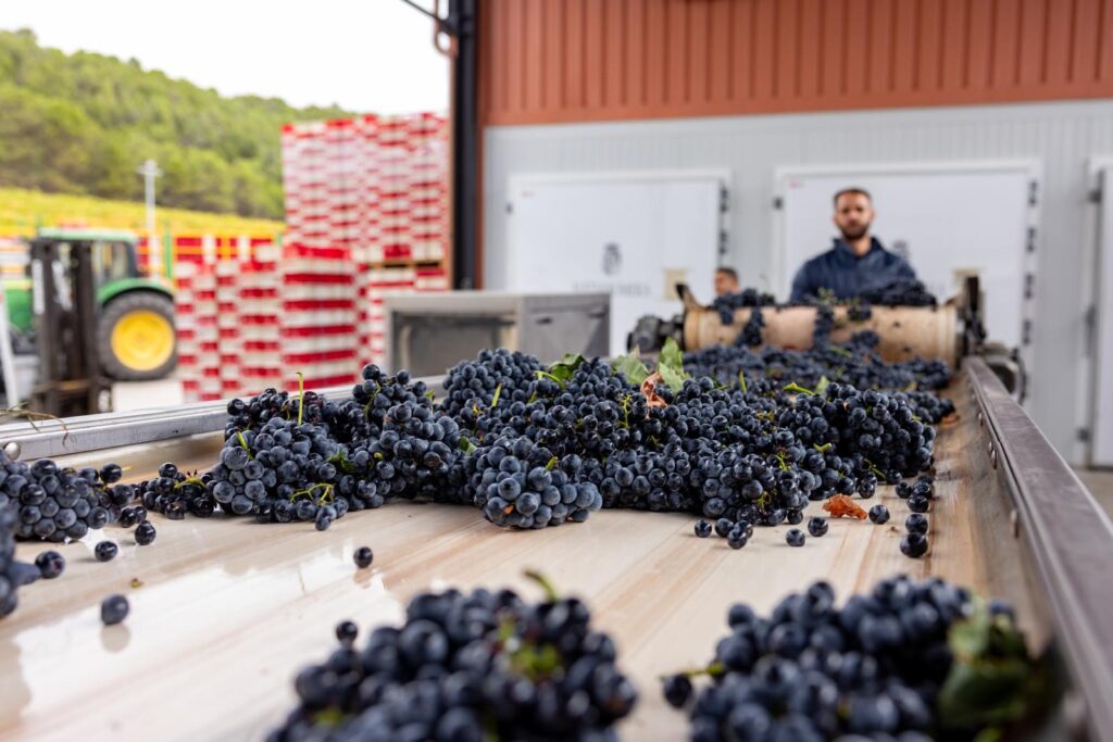 Bodegas Familiares Matarromera